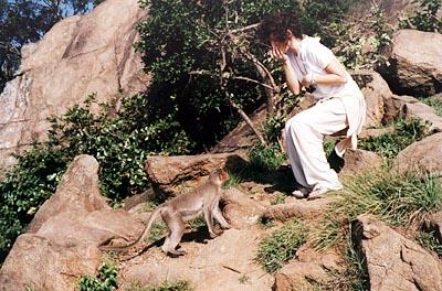 встреча с обезьяной, Южная Индия