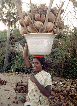Продавщица кокосов